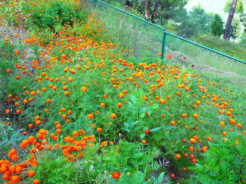 Hostie Sharanam - 2Bhk Pvt Mountain Villa, Majkhali Ranikhet Exterior photo